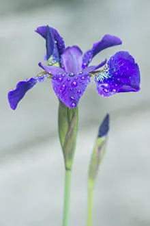Bellevue Prints: Iris, Bellevue, Washington State