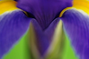 Images Dated 16th January 2009: Iris Flowers