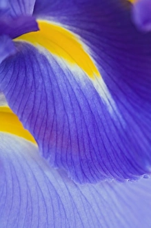Images Dated 18th January 2009: Iris flowers