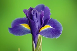 Images Dated 16th January 2009: Iris Flowers