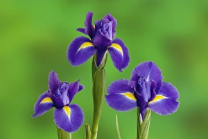 Images Dated 16th January 2009: Iris Flowers