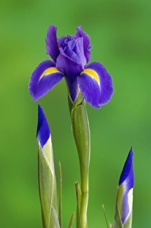 Images Dated 16th January 2009: Iris Flowers