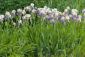 Images Dated 19th June 2008: Iris flowers in full bloom in Whitefish Montana