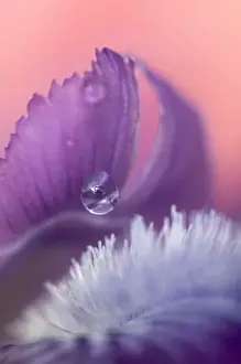 Drop Prints: Iris Petal Close-up. Credit as: Nancy Rotenberg / Jaynes Gallery / DanitaDelimont