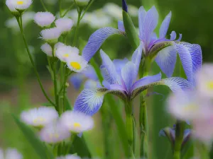 Images Dated 20th February 2019: Iris and wildflowers