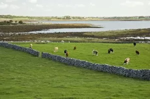 Images Dated 22nd September 2006: Irish Countryside, County Galway, Ireland, Farm, Cows, Stonefence