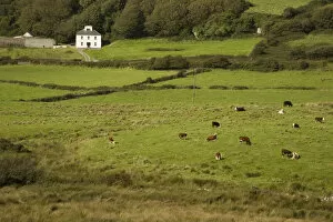 Images Dated 22nd September 2006: Irish Countryside, Ireland, Farm, Cows