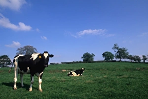 Live Stock Prints: Irish farmland with cows near Dublin Ireland