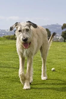 An Irish Wolfhound puppy walking away from his ball