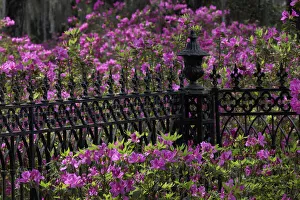 Iron fence and azaleas in full bloom, Bonaventure Cemetery, Savannah, Georgia