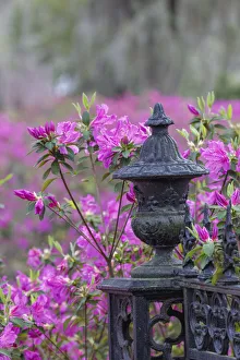 Images Dated 1st January 2022: Iron fence and azaleas in full bloom, Bonaventure Cemetery, Savannah, Georgia