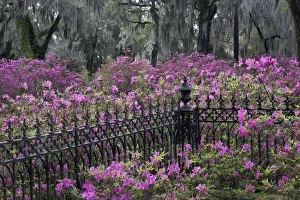 Images Dated 1st January 2022: Iron fence and azaleas in full bloom, Bonaventure Cemetery, Savannah, Georgia
