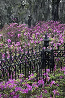Images Dated 1st January 2022: Iron fence and azaleas in full bloom, Bonaventure Cemetery, Savannah, Georgia
