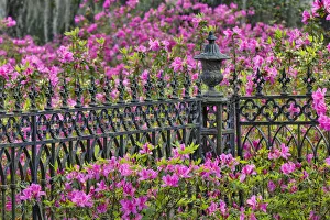 Images Dated 1st January 2022: Iron fence and azaleas in full bloom, Bonaventure Cemetery, Savannah, Georgia