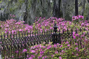 Images Dated 1st January 2022: Iron fence and azaleas in full bloom, Bonaventure Cemetery, Savannah, Georgia