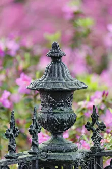 Images Dated 1st January 2022: Iron fence and azaleas in full bloom, Bonaventure Cemetery, Savannah, Georgia