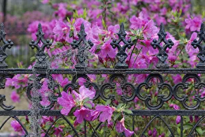 Images Dated 1st January 2022: Iron fence and azaleas in full bloom, Bonaventure Cemetery, Savannah, Georgia
