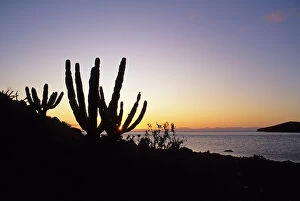Images Dated 28th February 2006: Isla Espirito Santos, Sea of Cortez, Baja California, Mexico