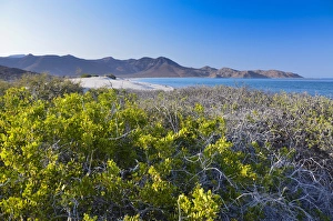 Isla de Espiritu Santo, Baja, Mexico, Blue sky and succulent brush