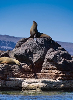 Images Dated 24th May 2012: Isla de Espiritu Santo, Baja, Mexico, California Sea Lion basks on elevated rocks