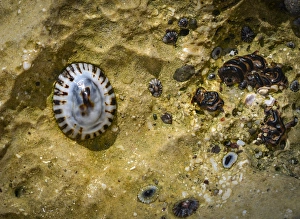 Images Dated 25th May 2012: Isla de Espiritu Santo, Baja, Mexico, Limpets against golden sand in tide pool
