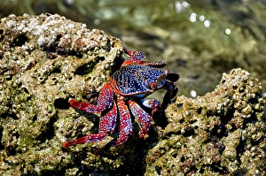 Images Dated 25th May 2012: Isla de Espiritu Santo, Baja, Mexico, Sally Lightfoot crab suns near the surf