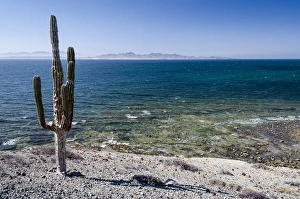 Images Dated 25th May 2012: Isla de Espiritu Santo, Baja, Mexico, Cardon cactus and the breaking waters of Isla