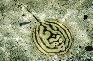 Isla de Espiritu Santo, Baja, Mexico, Cortez Stingray in tidepool