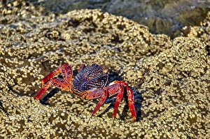Images Dated 25th May 2012: Isla de Espiritu Santo, Baja, Mexico, Sally Lightfoot crab suns near the tide pools