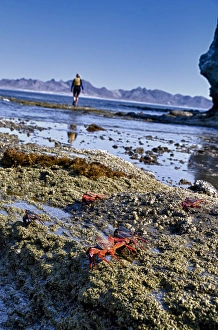 Images Dated 25th May 2012: Isla de Espiritu Santo, Baja, Mexico, Woman snorkeler walking along the surf. MR