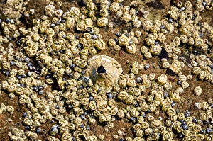 Images Dated 25th May 2012: Isla de Espiritu Santo, Baja, Mexico, Limpet and barnacles in tide pool