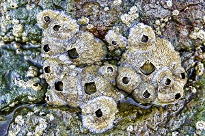 Images Dated 25th May 2012: Isla de Espiritu Santo, Baja, Mexico, Wet barnacles and colored rock in tide pool