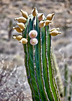 Images Dated 26th May 2012: Isla de Espiritu Santo, Baja, Mexico, Pachycereus pringlei, cardo n cactus with fruit