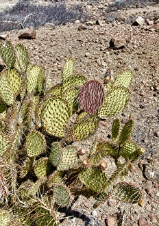 Images Dated 26th May 2012: Isla de Espiritu Santo, Baja, Mexico, Opuntia chlorotica, prickly pear