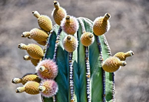 Isla de Espiritu Santo, Baja, Mexico, Pachycereus pringlei, cardo n cactus with fruit