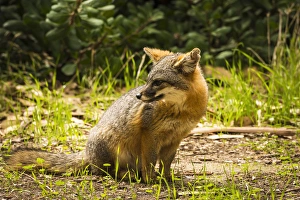 Images Dated 22nd March 2014: Island fox (Urocyon littoralis), Santa Cruz Island, Channel Islands National Park
