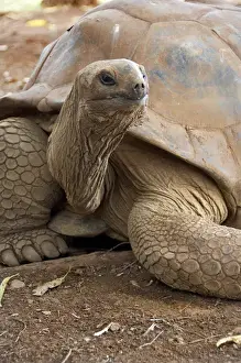 Tortoise Prints: Island of Mauritius. Casela Park, popular wildlife bird and animal park