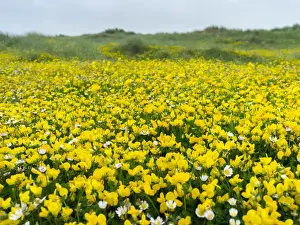 Images Dated 22nd June 2014: Isle of Lewis, part of the island Lewis and Harris in the Outer Hebrides of Scotland