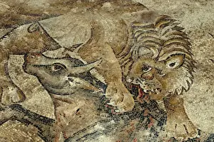 Images Dated 23rd January 2012: Israel, Lower Galilee, floor mosaic of a tiger attacking a cow from the mishnaic