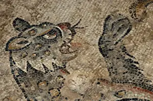 Byzantine Prints: Israel, Lower Galilee, floor mosaic of a tiger from the mishnaic period at Zippori