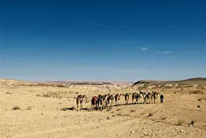 Walk Prints: Israel, Negev Desert. A Bedouin man walks with his camels across the desert