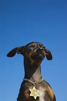 Medallion Prints: Israel, Tel Aviv, small dog with Jewish Star of David medallion, R, (MR)_ISL_11_001