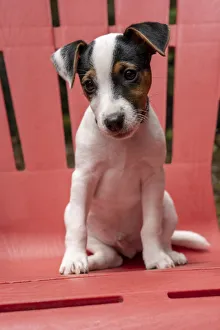 Images Dated 21st December 2018: Issaquah, USA. Two month old Jack Russell Terrier sitting on a plastic patio chair. (PR)