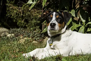 Yard Prints: Issaquah, Washington. Four month old Fox Terrier Hound mixed breed puppy resting