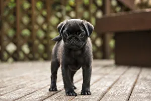 Issaquah, Washington State, USA. Ten week old black Pug puppy exploring outside on a wooden deck