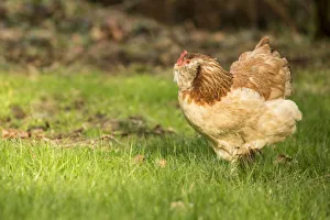 Images Dated 20th February 2016: Issaquah, Washington State, USA. Free-ranging Salmon Faverolle chicken foraging. (PR)