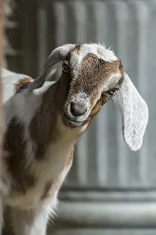 Issaquah, Washington State, USA. Twelve day old mixed breed goat kid curiously looking