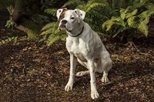 Issaquah, Washington State, USA. Nikita, a Boxer puppy sitting in his yard next to