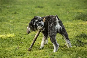 Images Dated 25th February 2016: Issaquah, Washington State, USA. Schnoodle puppy chewing on a stick in his yard. (PR)