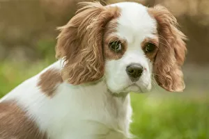 Images Dated 2nd June 2009: Issaquah, Washington State, USA. Cavalier King Charles Spaniel four month old puppy. (PR)